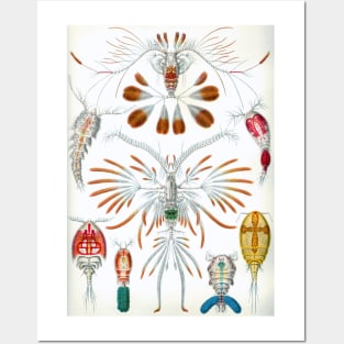 Copepoda by Ernst Haeckel Posters and Art